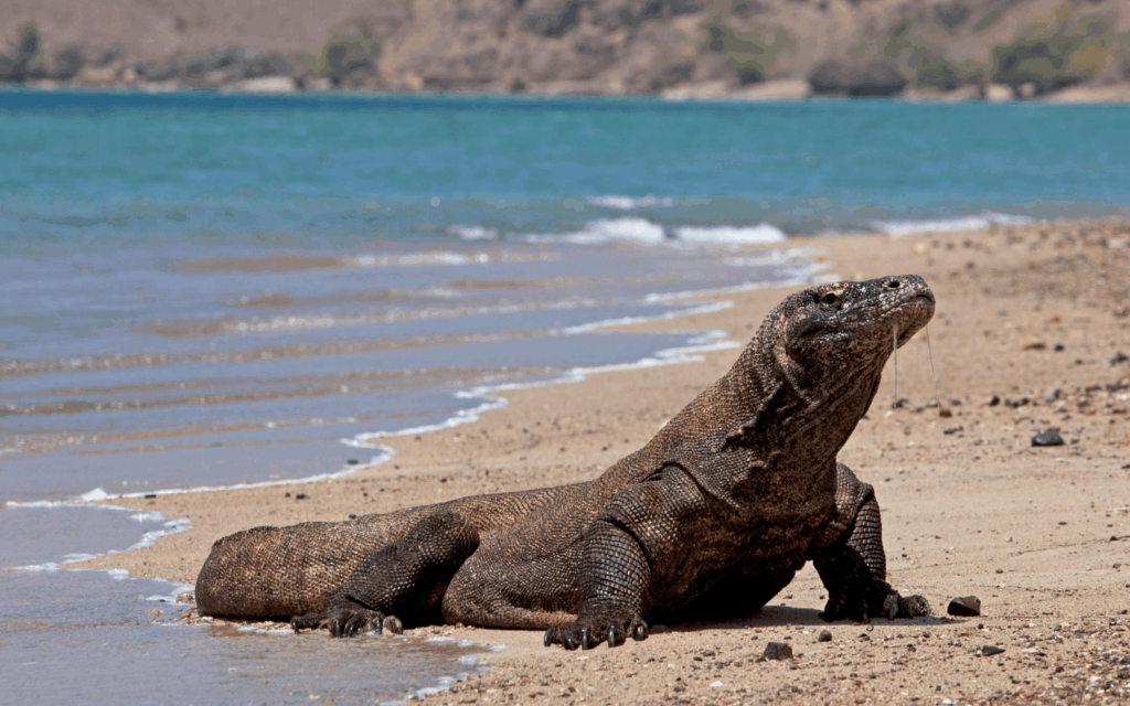 Dragão-de-komodo