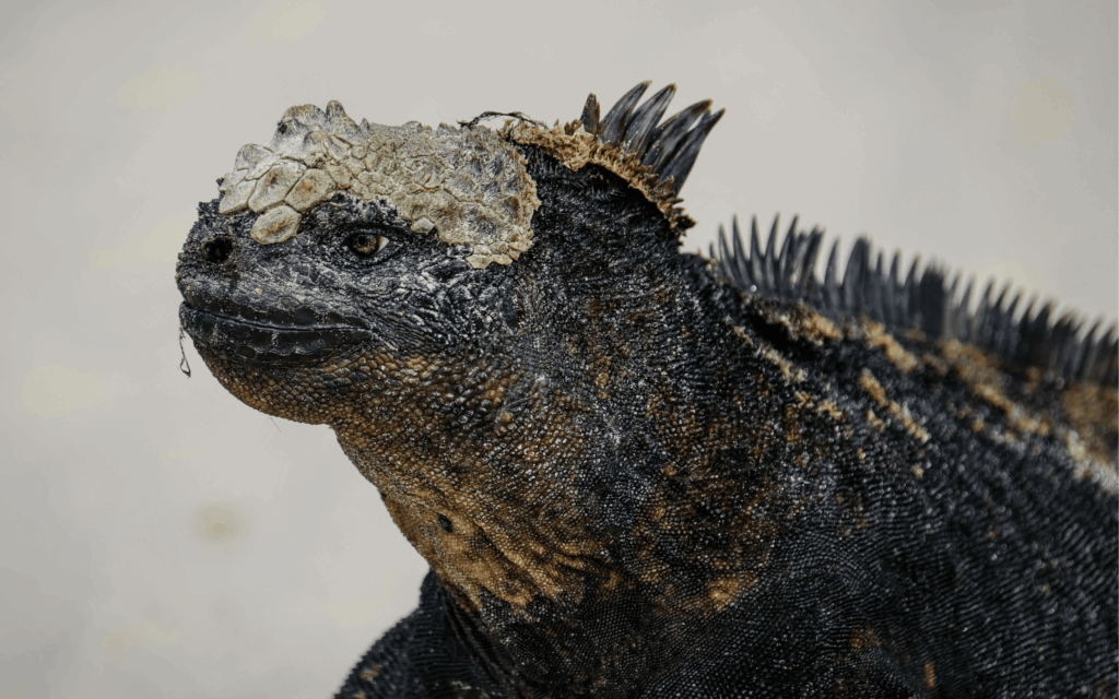 Iguana-marinha
