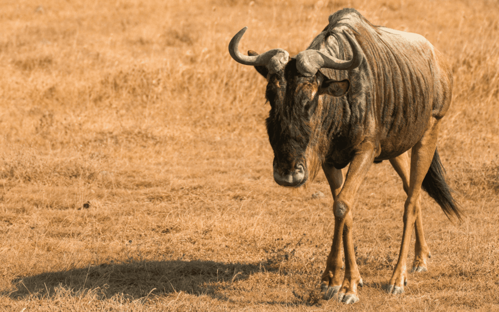 Serengeti, Tanzânia